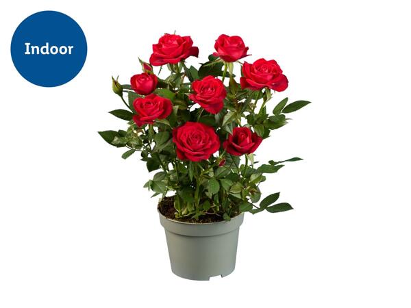 Mini Rose