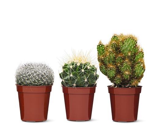 Mini Cactus Assorted Varieties