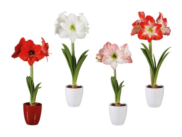 Amaryllis dans un pot en céramique