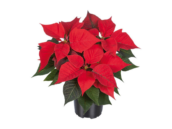 Poinsettia