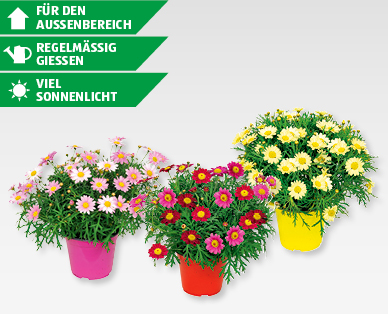 GARDENLINE(R) Margeriten-Busch