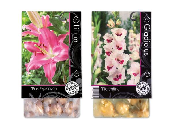 Herbstblumenzwiebeln Premium