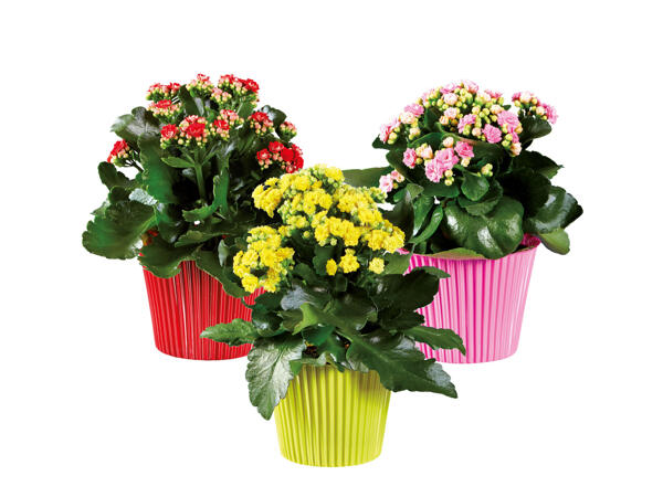 Kalanchoe