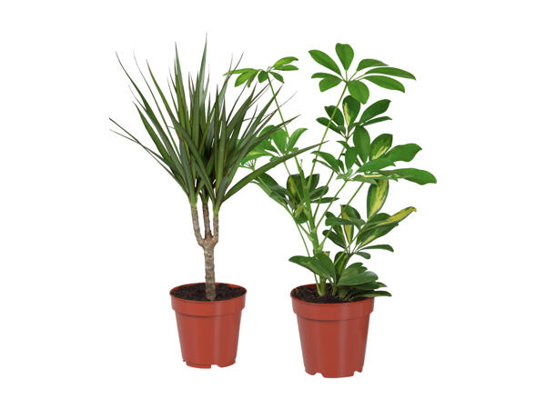 Fiolfikus och Calathea