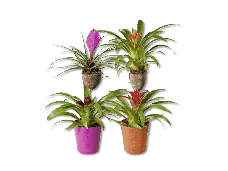 Bromélies sur tige en bois, dès 3.9.