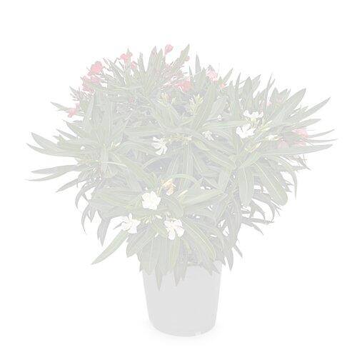 Oleander Trio*