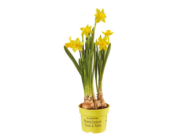 Potted Daffodils