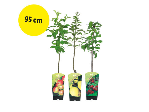 Fruktträd