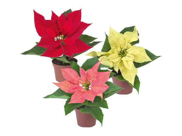 Mini Poinsettia