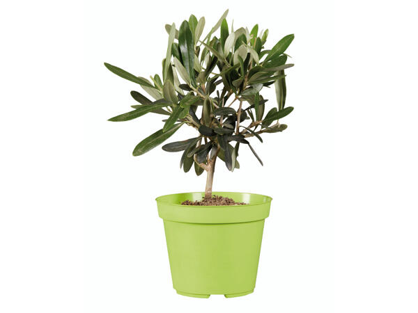 Plantes méditerranéennes