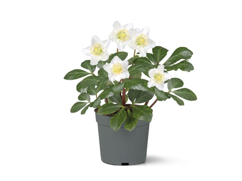 Christmas Rose