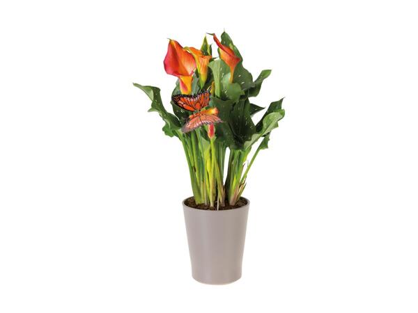Calla Lily in Ceramic Pot