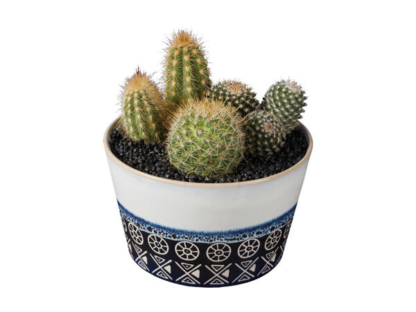 Cactus Composition