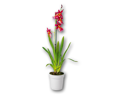 Orchidée