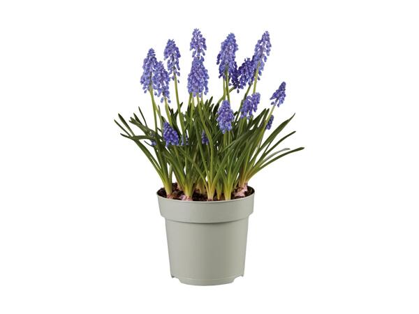 Blomstrende løgplanter