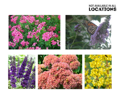 Gardenline Ornamental Shrub