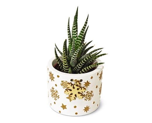 Holly Jolly Succulent