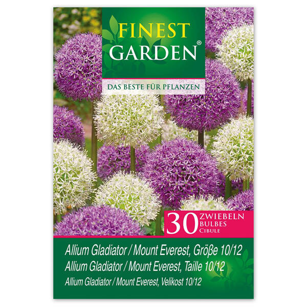 Allium Blumenzwiebeln