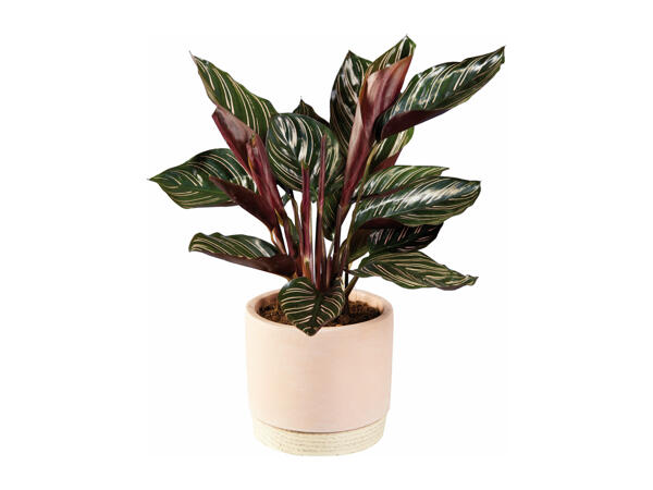 Plant in Woodbase Pot