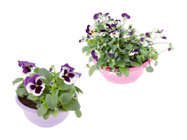 Stedmoderblomster i skål