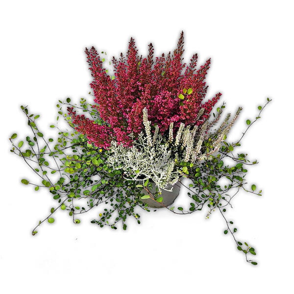 Herbst Feuer Quattro