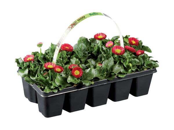 Forårsblomster i bakke