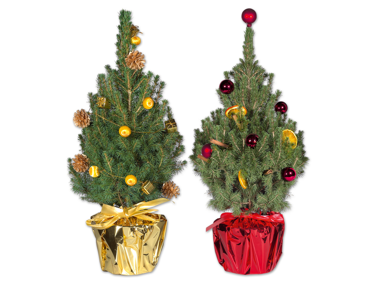 Weihnachtsbaum (Picea glauca conica)