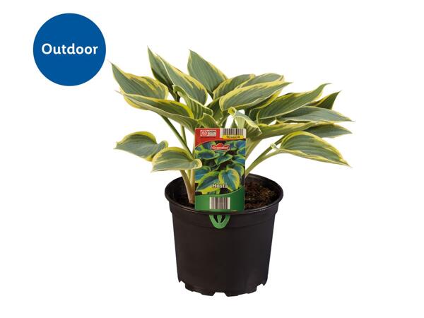 Hosta
