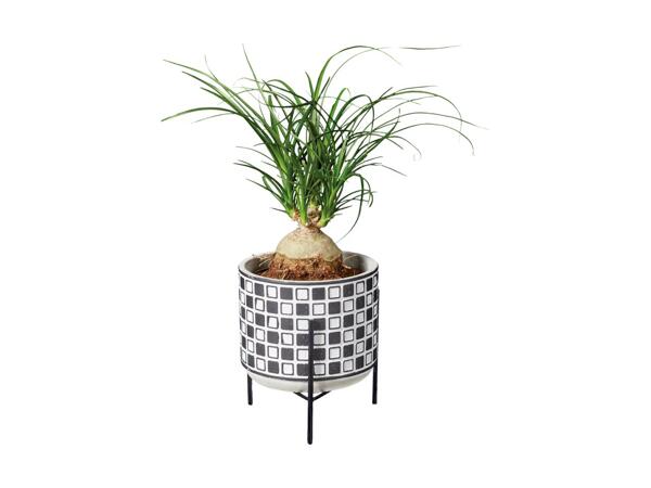 Grøn plante i keramik