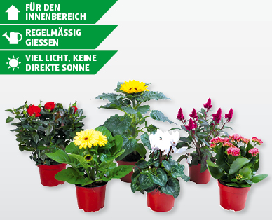 Blühende Pflanzen