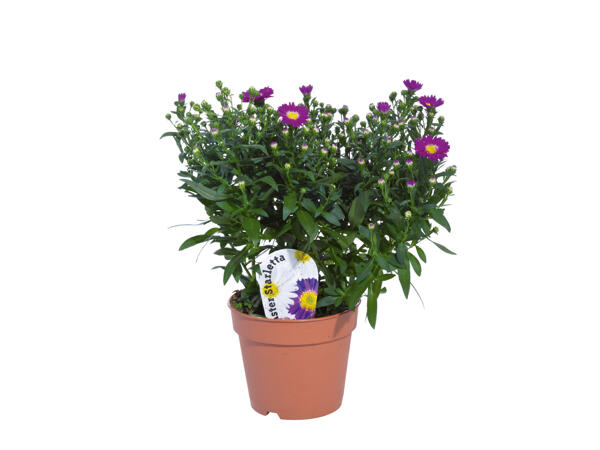 Aster Novi-Belgii