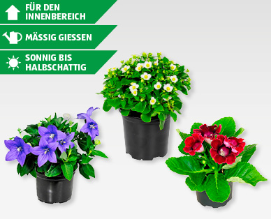 GARDENLINE(R) Blühmix
