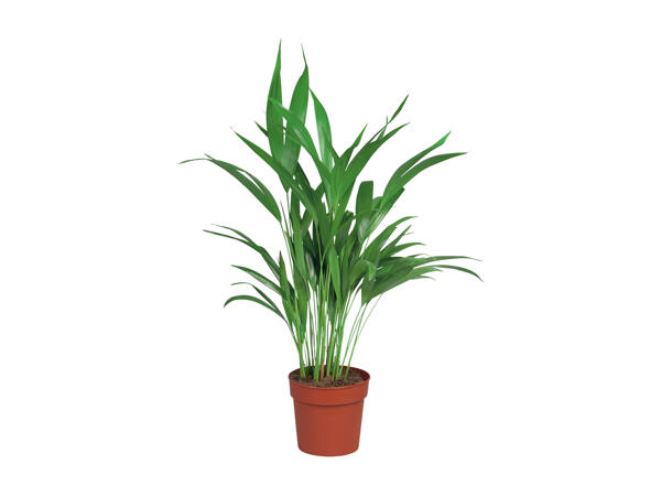 Assorted Palms