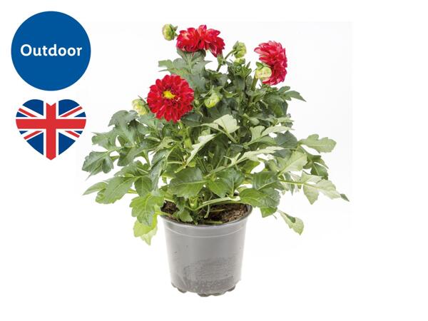 British Dahlia