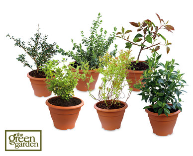 Assorted Shrubs