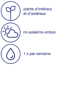 Composition de Toussaint