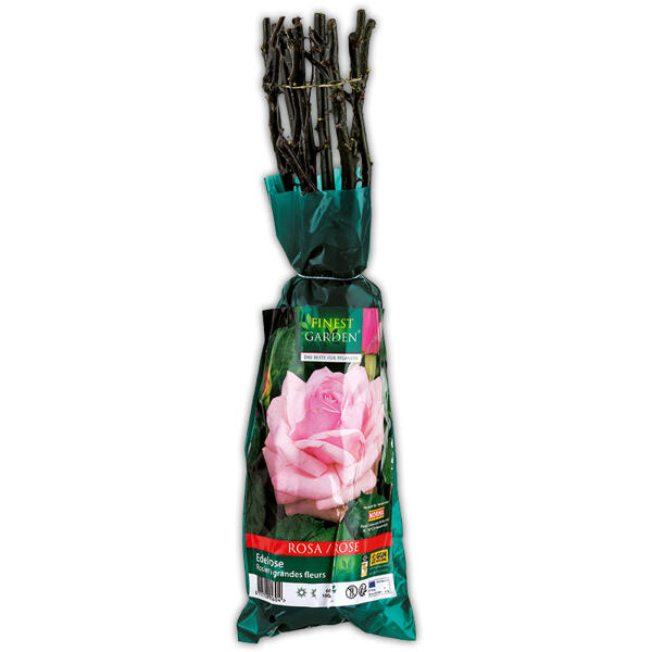 Gartenrose