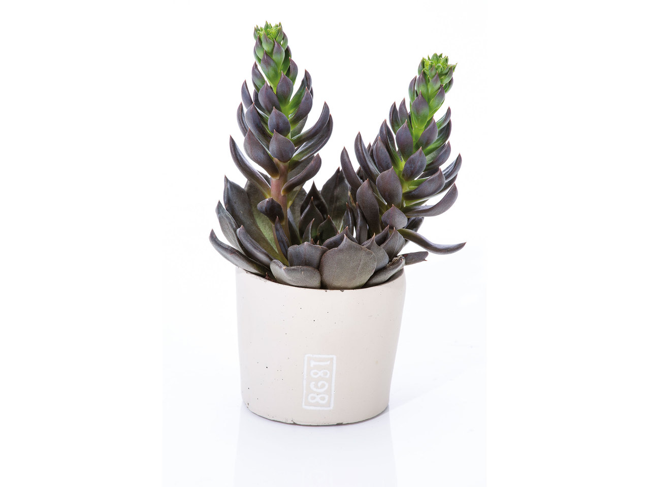 Plante grasse dans un pot en céramique