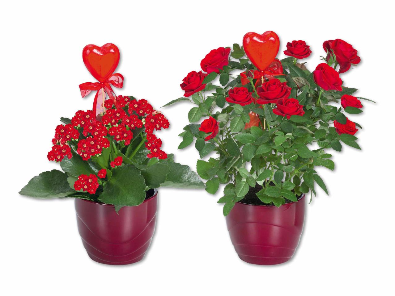 Rosier en pot et kalanchoé dans un pot en céramique