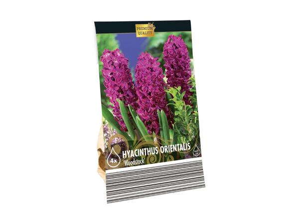 Blomsterløg