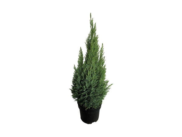 Cypres Ellwoodii