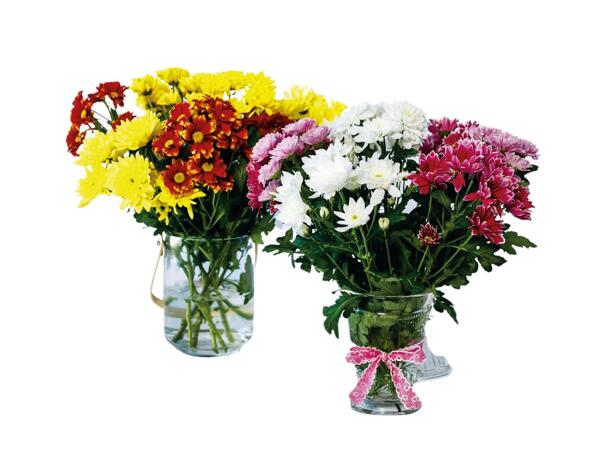 Mixed Chrysanthemums
