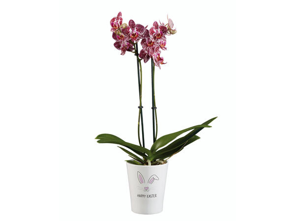 Phalaenopsis in Keramiktopf mit Osterdekoration