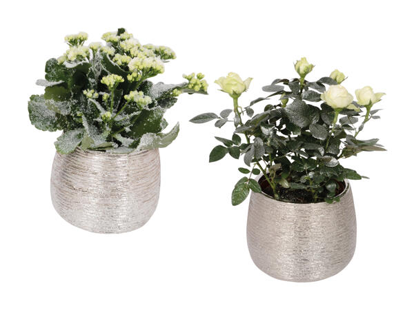 Plante à fleurs dans une céramique festive