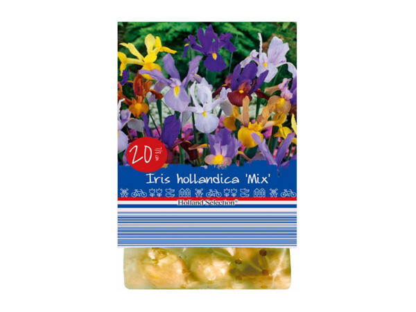 Spring Flowering Bulbs