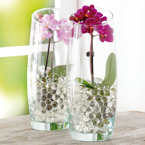 Mini-Phalaenopsis