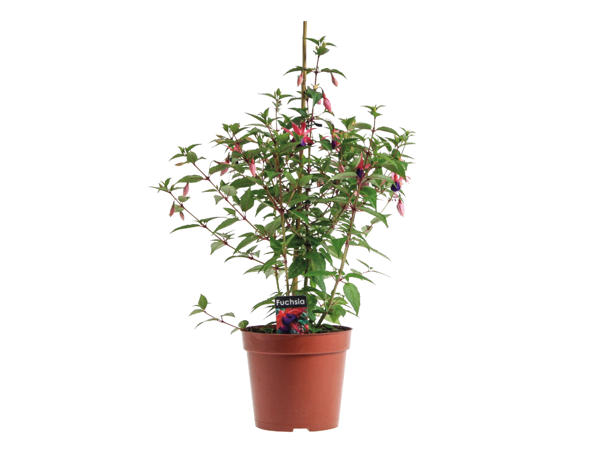 Fuchsia1