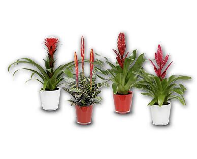 Bromelia esclusiva