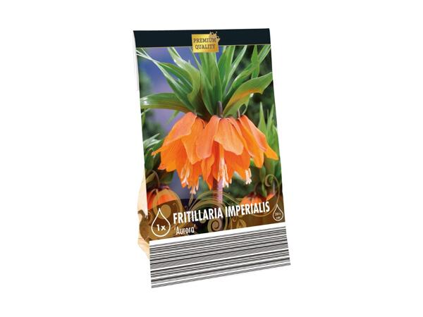 Blomsterløg