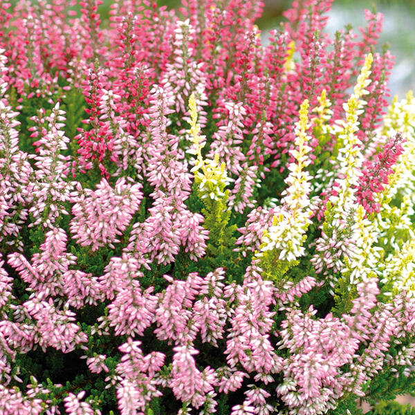 Calluna Trio